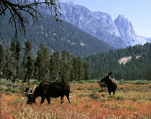 Bull Moose, Wind River Mountains, Wyoming