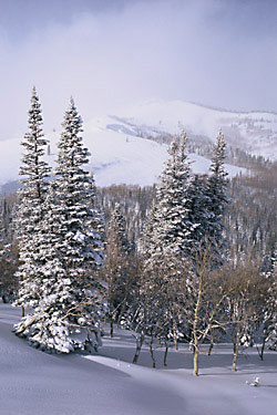 Deer Valley Mountain Ski Resort, Park City Utah Photo