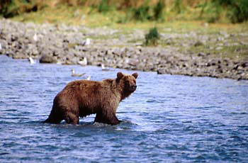 Katmai Grizzly Bear Alaska Brown Bear Katmai National Park Alaska