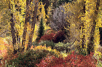 Fall Cottonwood Foliage Trees Big Cottonwood Canyon Utah