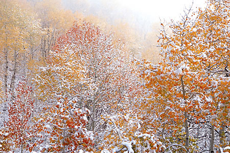 Autumn Snow Foliage Fall Aspen Trees Wasatch Mountains Utah