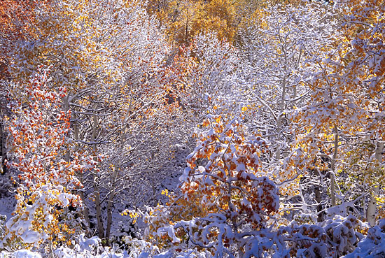 Autumn Snow Aspen Trees Foliage Wasatch Mountains Utah