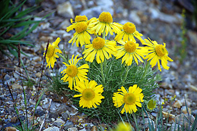 Alpine Sunflowers, Wasatch Mountains, Utah