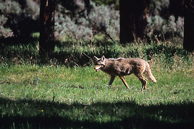 Coyote Grand Teton National Park, Wyoming