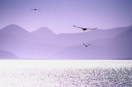 Pelicans Gulf of California Mexico