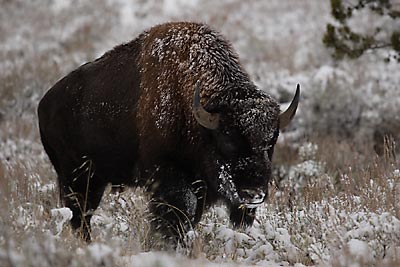 Bison Buffalo photo Grand Teton National Park Wyoming Jackson Hole wildlife photography