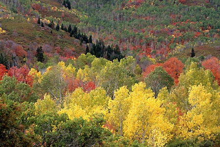 Autumn Aspen Trees Forest photograph Wasatch Mountain State Park Foliage