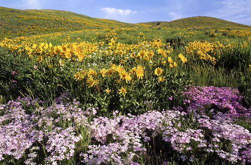 Wildflowers, Phlox and Balsamroot, Caribou Mountains, Idaho, photographer David Whitten Photography