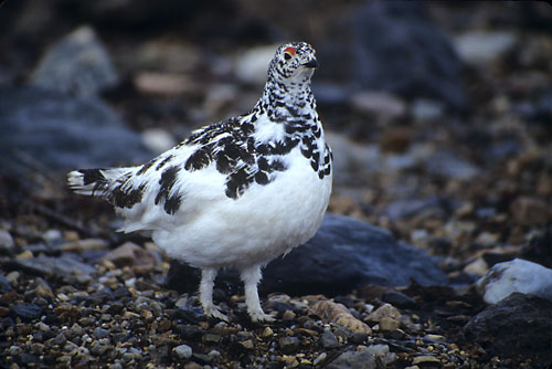 White-tailed Ptarmigan photograph - David Whitten Photography