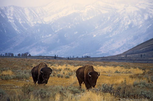 Bison, Buffalo picture, Grand Teton National Park Tetons photographer David Whitten Photography