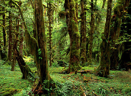 Moss Covered Quinault Rain Forest Olympic National Park Washington