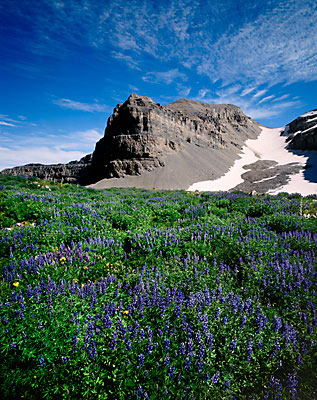 Lupine Wildflowers Mt. Timpanogos summer Wasatch Mountains Utah photo