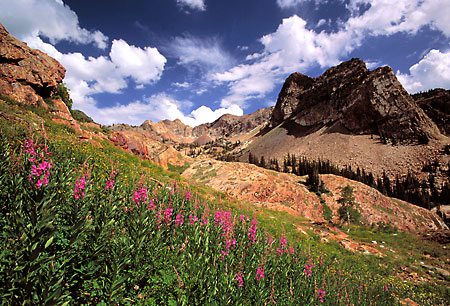 Wildflowers photograph Fireweed and Sundial Peak Wasatch Mountains Utah photographer David Whitten