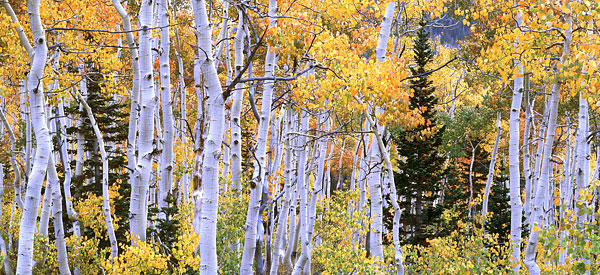 Autumn Aspen Trees photograph Fall Foliage Wasatch Mountains Utah