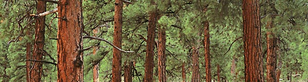 Ponderosa Pines Photograph, California