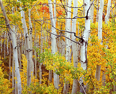 Aspen Trees Foliage Autumn Wasatch Mountains Utah