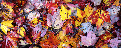 Autumn Foliage Leaves New Hampshire