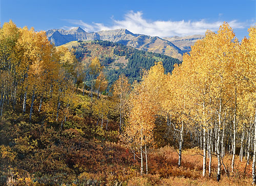Mt. Timpanogos Autumn Aspen Trees Fall Foliage Wasatch Mountains, Sundance, Utah photographer David Whitten