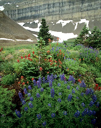 Wildflowers Mt. Timpanogos Hidden Lakes Wildflowers Wasatch Mountains Utah