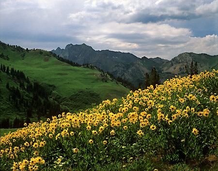 Wildflowers Albion Basin Superior Peak Wasatch Mountains Utah