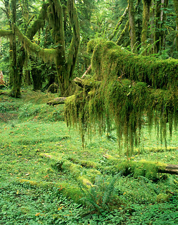 Hoh Rain Forest Olympic National Park Washington