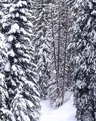 Winter Forest Wasatch Mountains Utah David Whitten Photography