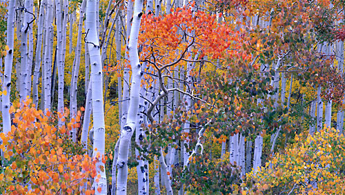 Fall Foliage Aspen Trees Autumn Wasatch Mountains, Utah