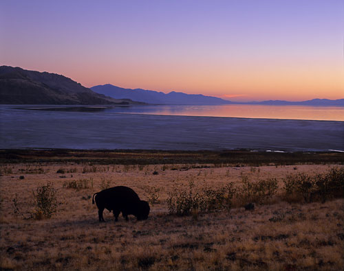 Buffalo, Bison, Great Salt Lake, Antelope Island, Utah photographer David Whitten Photo