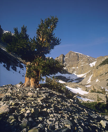 Landscape photography - Bristlecone Pines, Wheeler Peak, Great Basin National Park, Nevada - photo by David Whitten