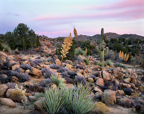 Saguaro Yucca and Juniper Hualapai Mountains Arizona Sonoran Desert Photograph