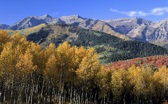 Mt. Timpanogos Autumn Aspen Trees Wasatch Mountains Utah photographer David Whitten