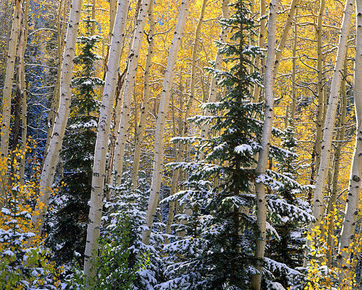 Autumn Aspen Trees Fall Foliage Wasatch Mountains, Utah