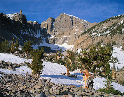 Wheeler Peak Bristlecone Pines Great Basin National Park Nevada