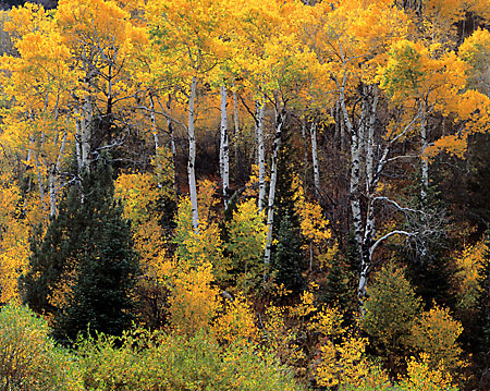Aspen Trees Autumn Wasatch Mountains Utah Fall Foliage