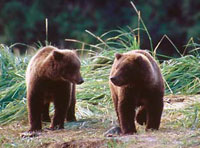 Alaska grizzly bears photographs katmai photographer David Whitten