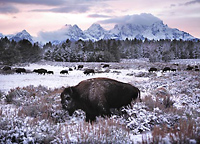 buffalo bison photographs by photographer David Whitten